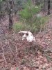 Skull.jpg