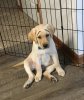 Puppy3.jpg