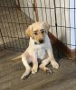 Puppy4.jpg