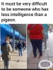 Pigeon.jpg Pigeon.jpg
