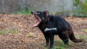 animals_hero_tasmaniandevil.jpg animals_hero_tasmaniandevil.jpg