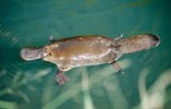 Platypus.jpg Platypus.jpg