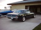 stang1.jpg stang1.jpg