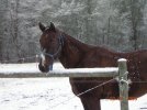 Snowday2004.jpg