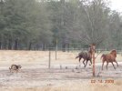 HorseRace6.jpg
