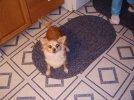 Chachathewonderpuppy.jpg