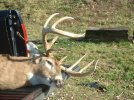 2010deer1577.jpg