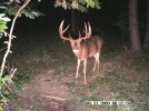 2009deer2325.jpg