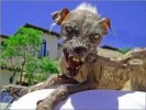 uglydogava.jpg