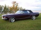 SetterMustang100311055.jpg SetterMustang100311055.jpg