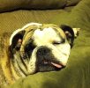 lucytongue.jpg
