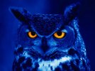 night_owl_1.jpg