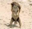 squirrelsnuts.jpg