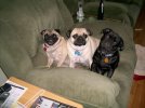 ThreeMuskateers003.jpg