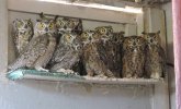 OWLS.jpg