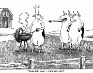 cows.gif