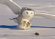 Owl+and+Mouse.jpg