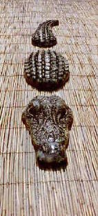 alligator.jpg