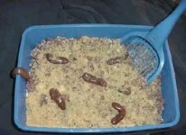 1288126162_kitty-litter.jpg 1288126162_kitty-litter.jpg