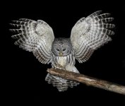 barredowl-mouse.jpg