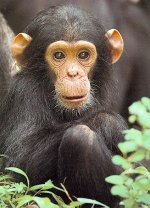 chimpanzee.jpg chimpanzee.jpg