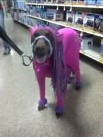dobie2.jpg dobie2.jpg