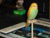 duane_parrot.jpg