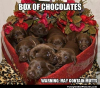 boxofmutts.png