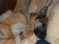 sally-dog-tired.jpg