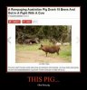 pig.jpg