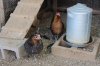 051814chickens.jpg