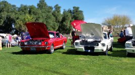 Mustangs on the Grass.jpg