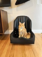 Cat Felidae Felinae Carnivores Whiskers Cat Felidae Felinae Carnivores Whiskers