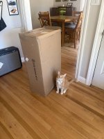 Cat Felidae Flooring Wood Floor Cat Felidae Flooring Wood Floor